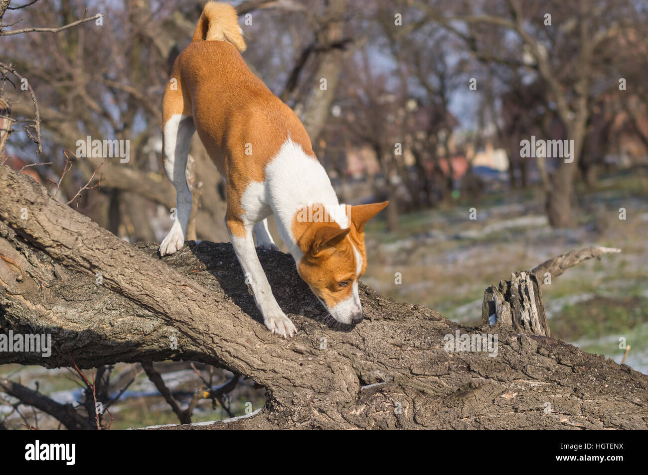 Basenji dog sniffing around its on a nearest tree at fall season Stock