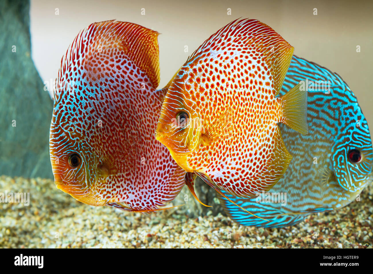 Discus Fish Location Discus Spawning High Resolution Stock Photography and Images - Alamy