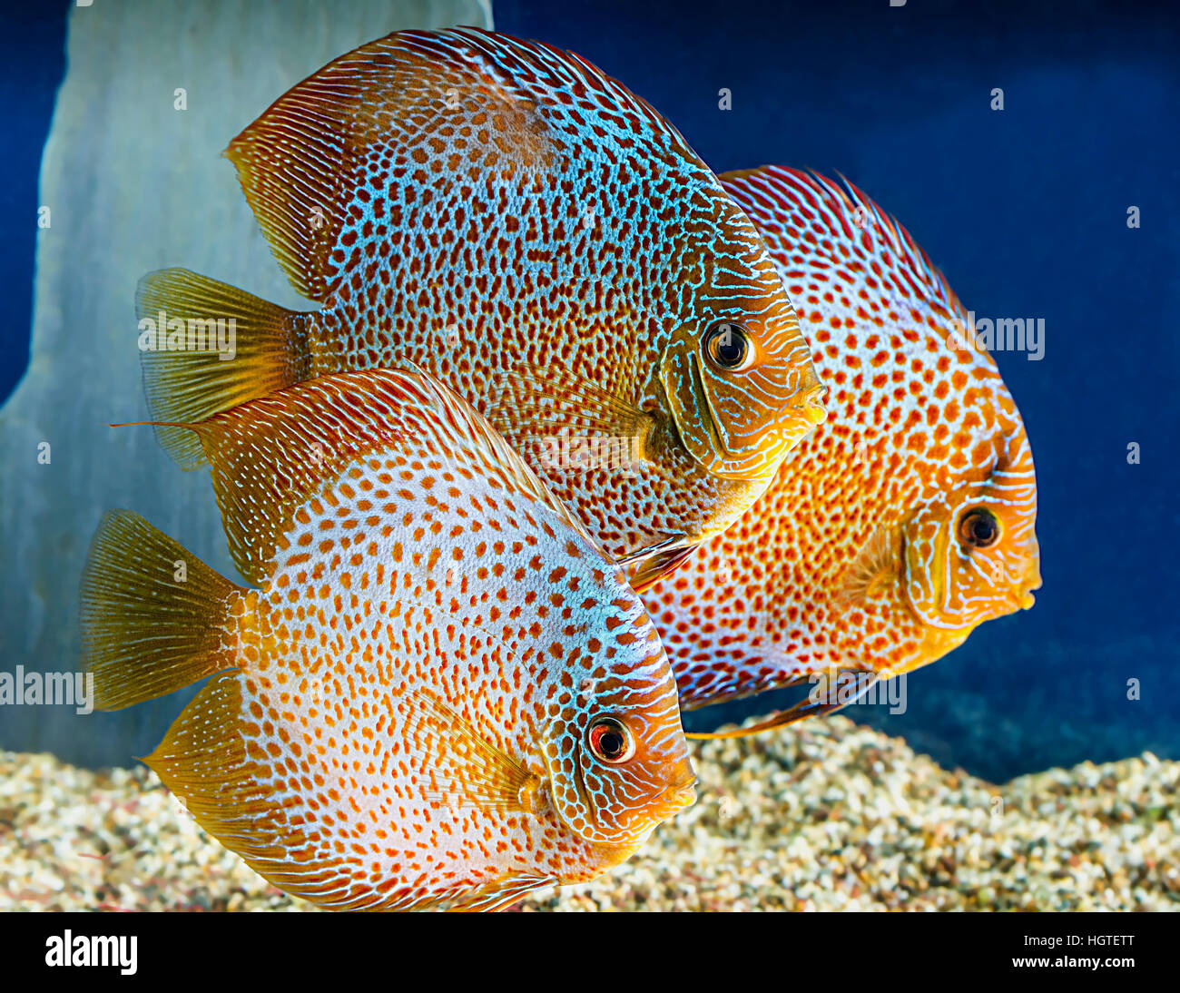 Discus fish Stock Photo