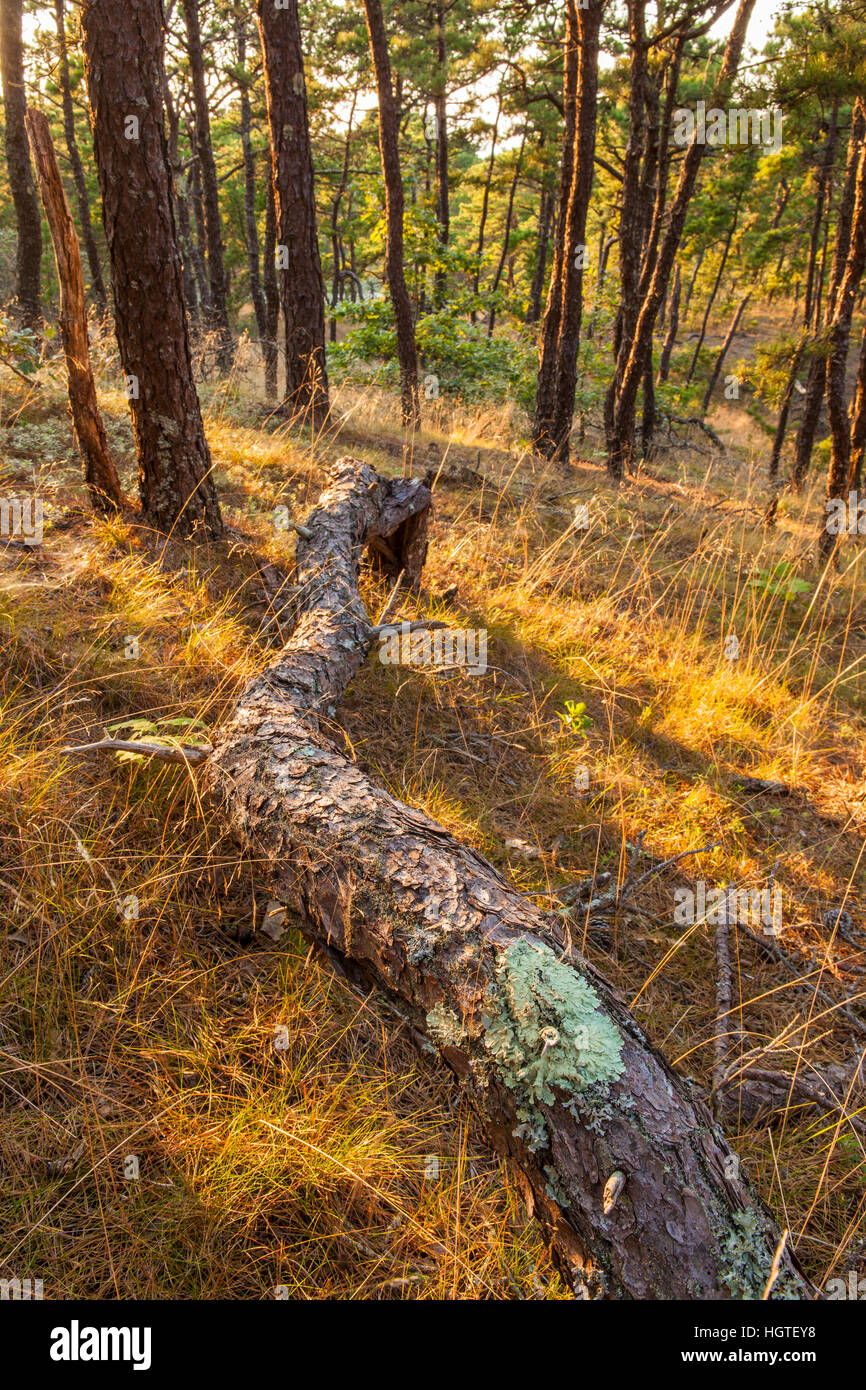Pitch pine pinus rigida hires stock photography and images Alamy