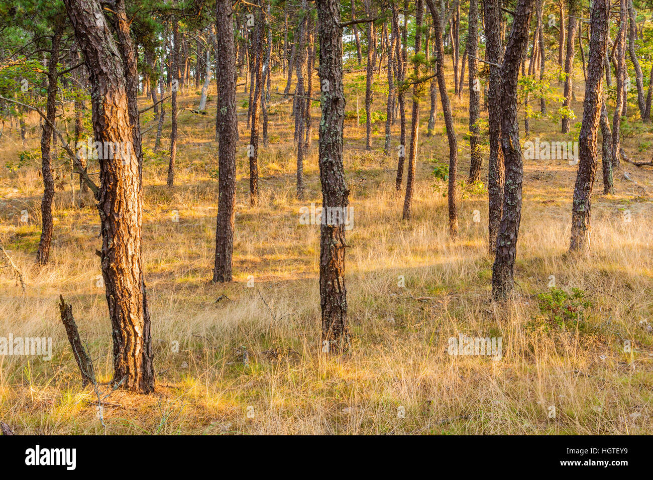 A pitch pine forest along the Great Island Trail in the Cape Cod