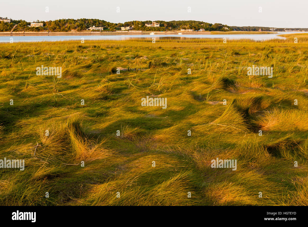 Grass in a tidal marsh along the Great Island Trail and Wellfleet Bay