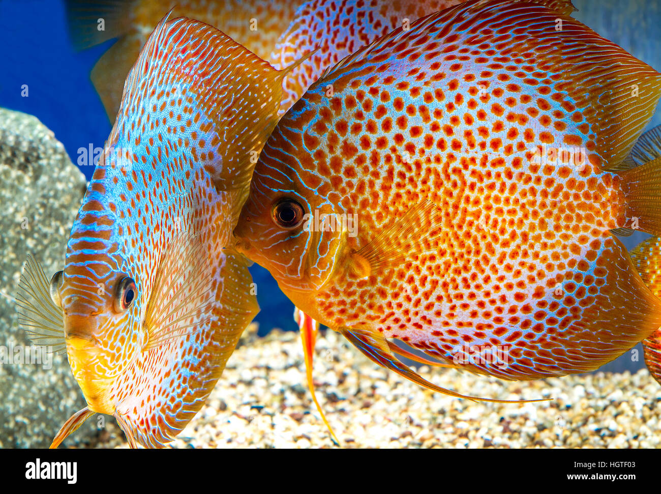 Discus fish hi-res stock photography and images - Alamy