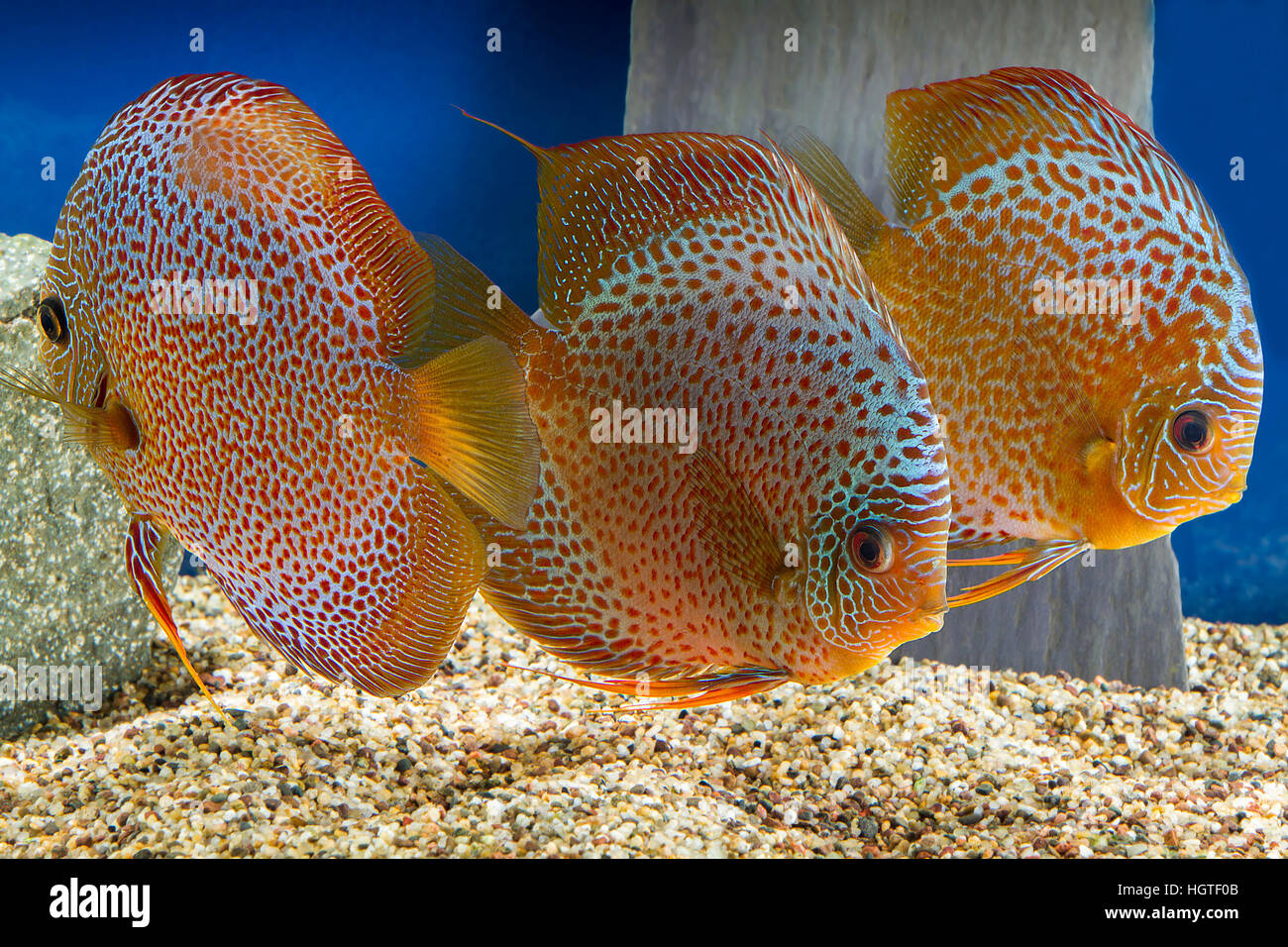 Discus fish Stock Photo
