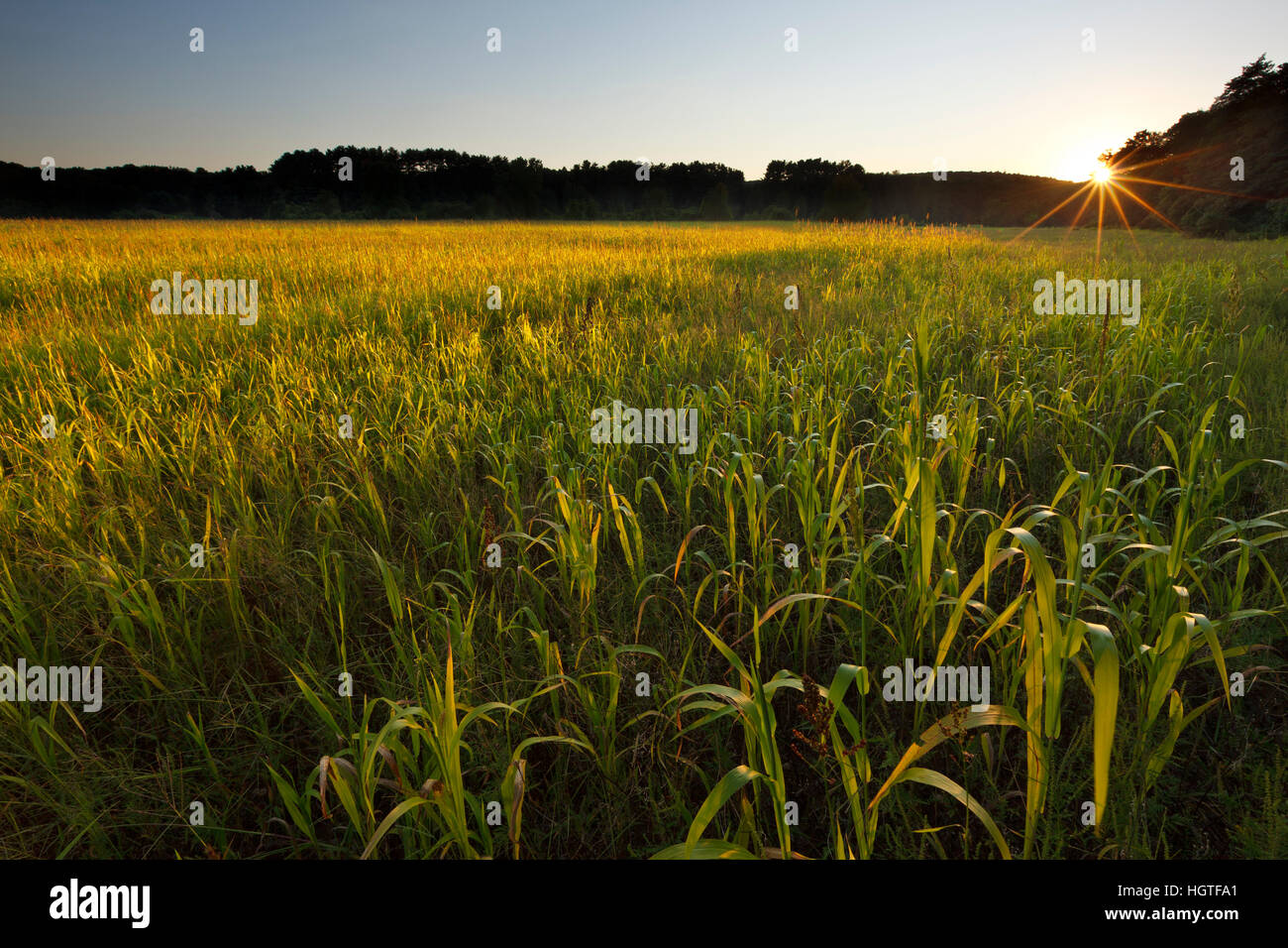 Sudan grass hires stock photography and images Alamy
