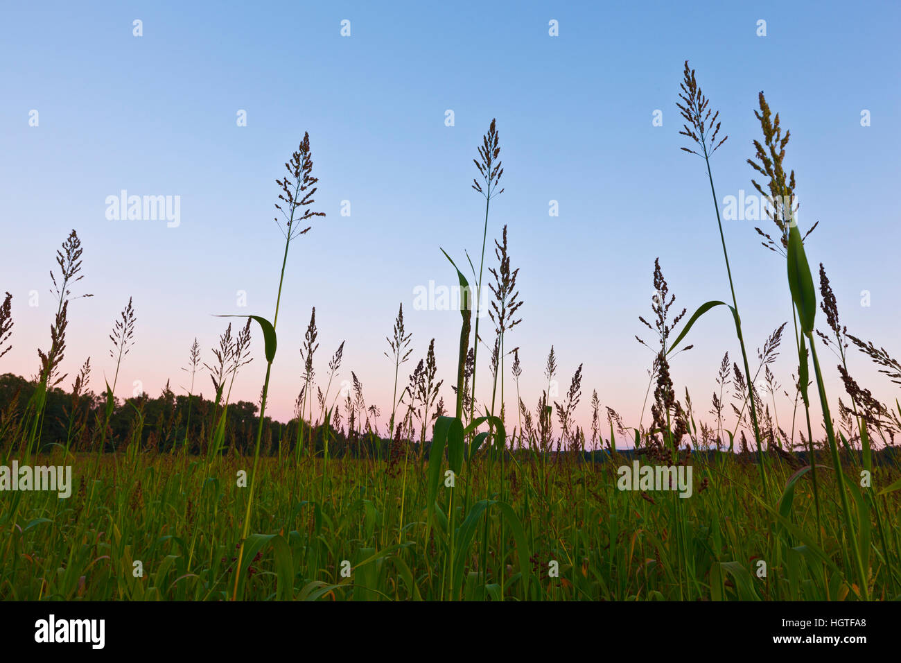 Sudan grass hires stock photography and images Alamy