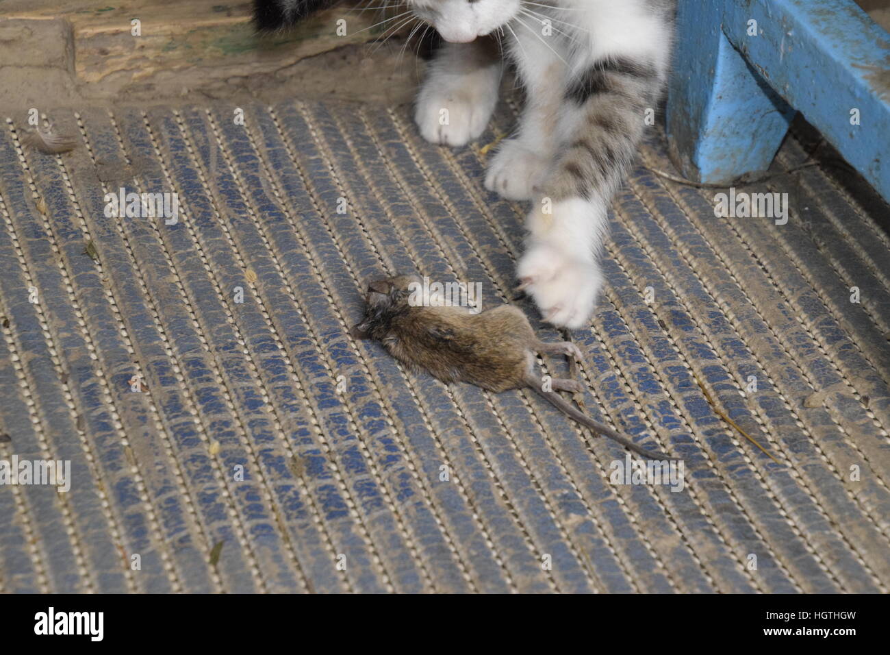 The cat caught the mouse. The cat eats the caught mouse. Home Hunter Stock Photo Alamy