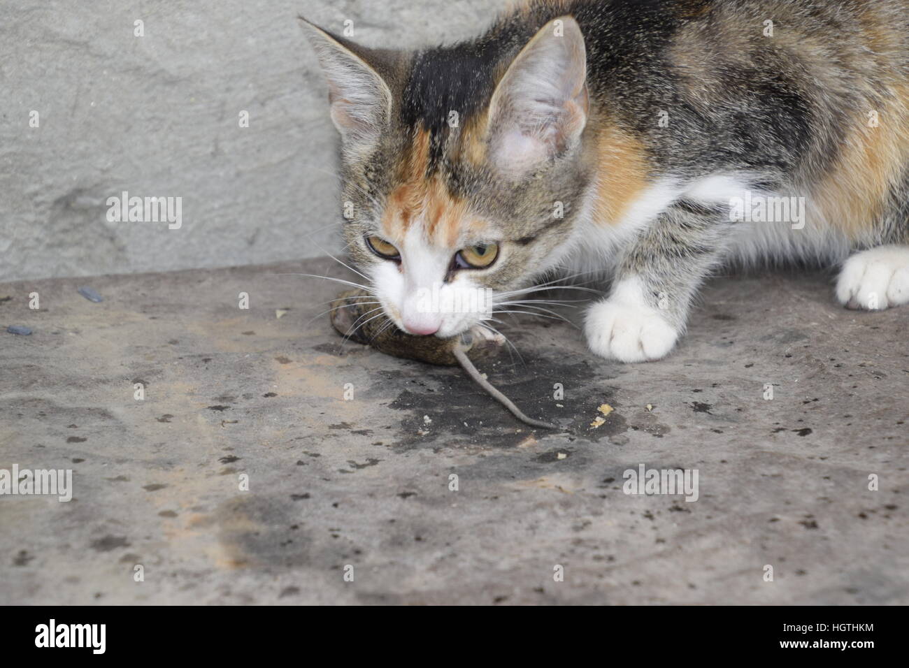 The cat caught the mouse. The cat eats the caught mouse. Home Hunter