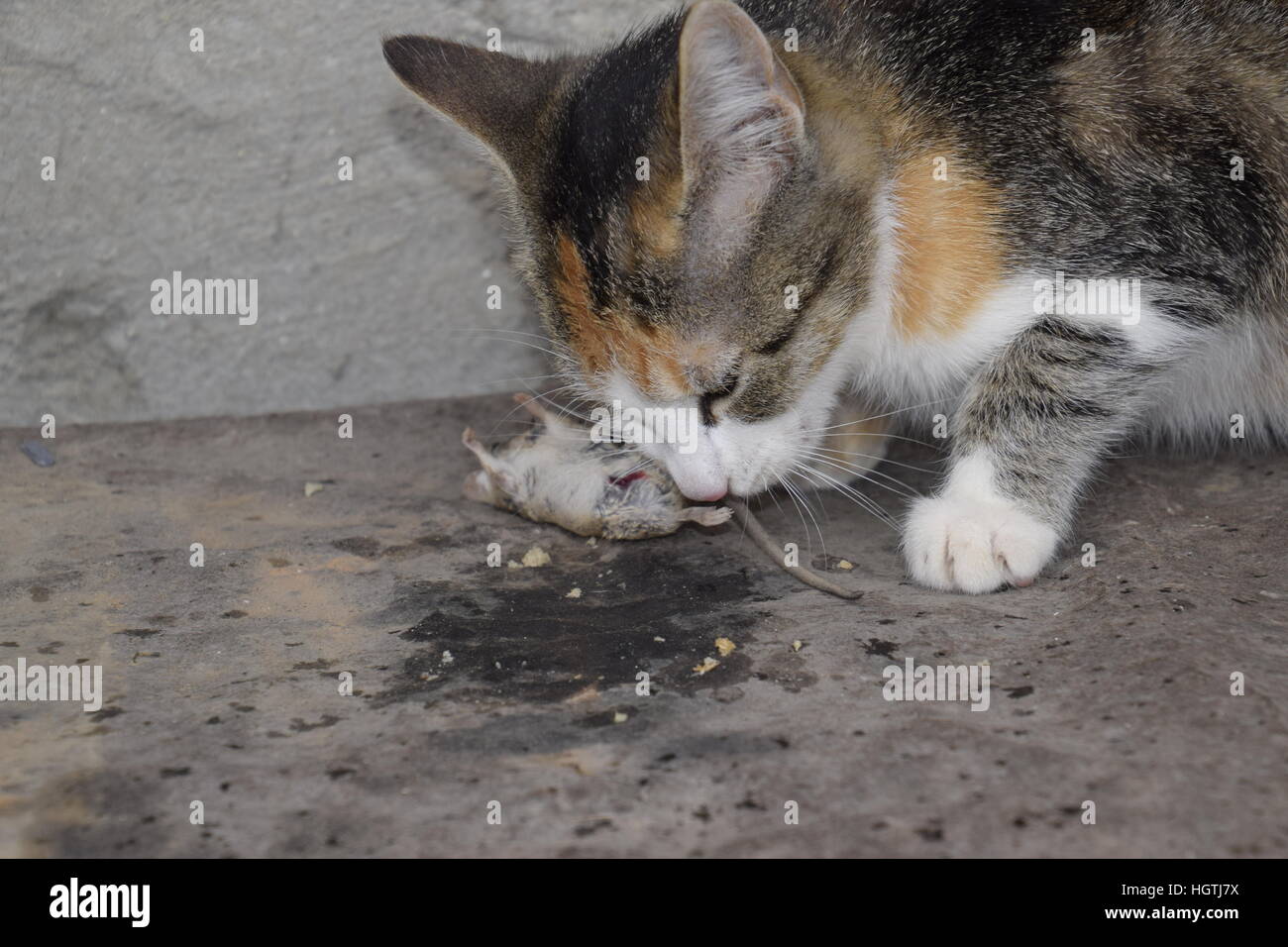 The cat caught the mouse. The cat eats the caught mouse. Home Hunter