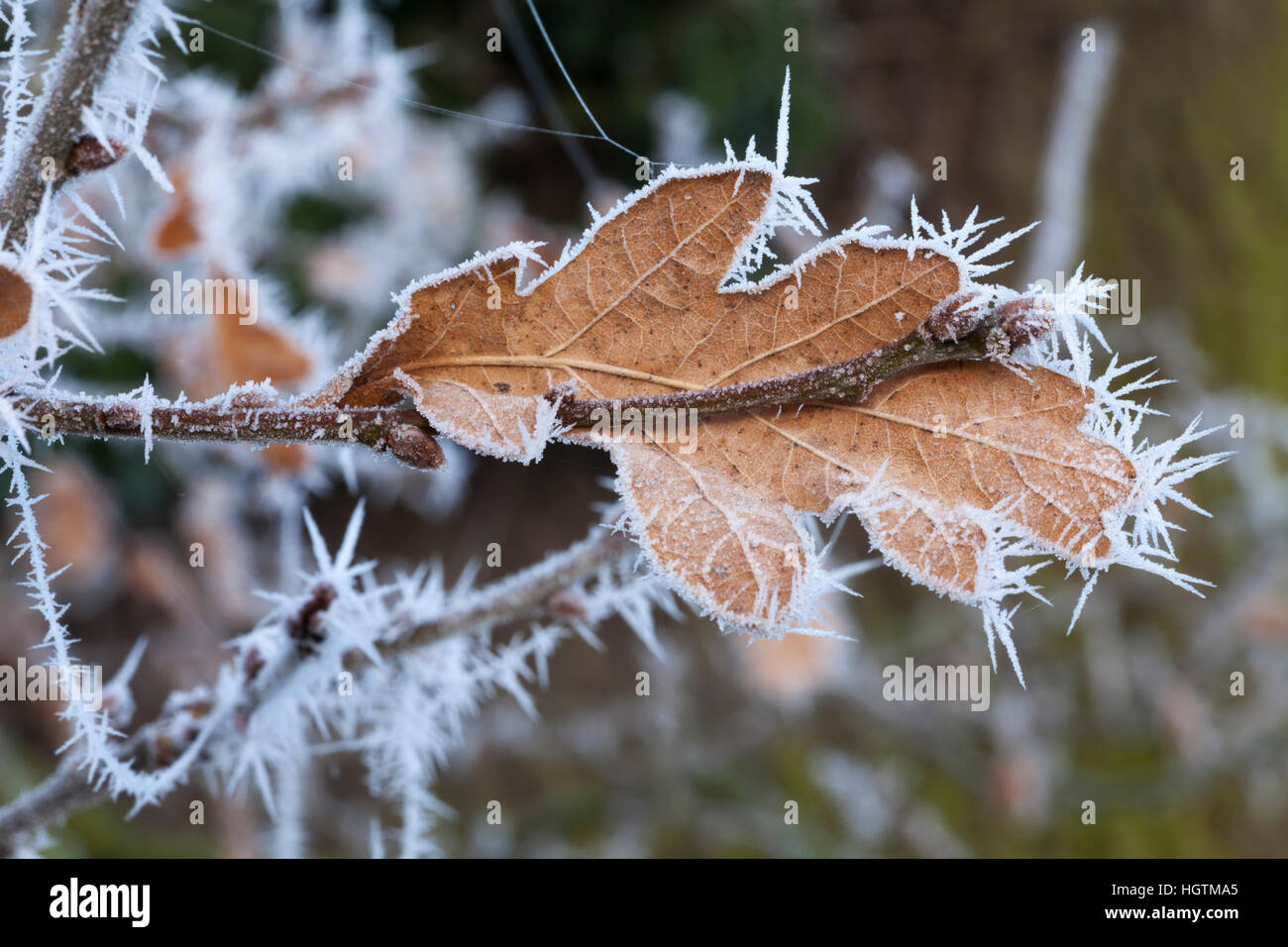 Single oak leaf and twig with new leaf buds formed coated in delicate ice crystal spikes following a hoarfrost, England, UK Stock Photo