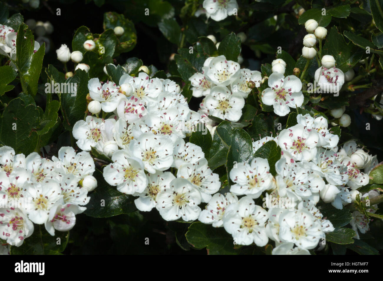 Close up of hawthorn hedge with blossom in full flower in Northamptonshire countryside in spring, England, UK Stock Photo