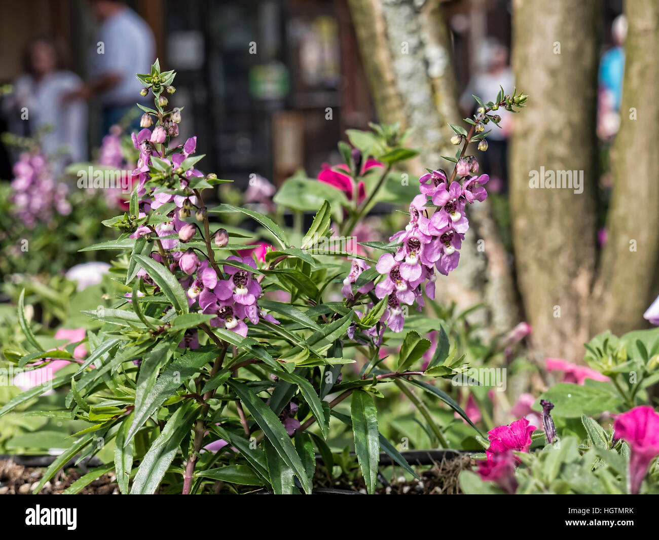 Flowers in Gatlinburg a holiday resort town in Tennessee attracts