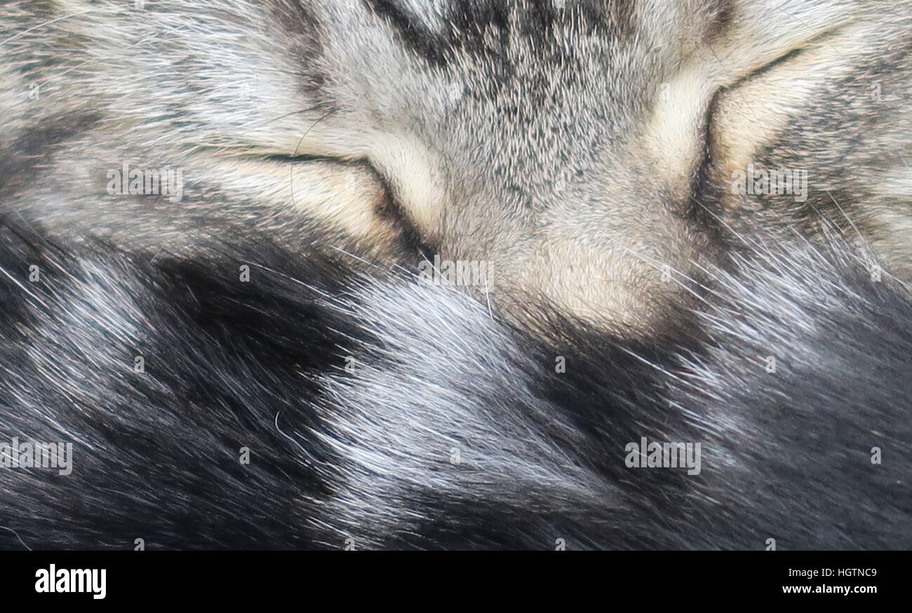 Tabby cat asleep with tail over its' nose Stock Photo