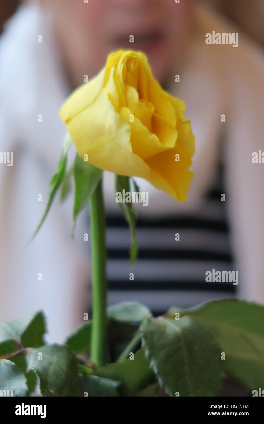 Single Yellow Rose In Vase In London Restaurant Stock Photo