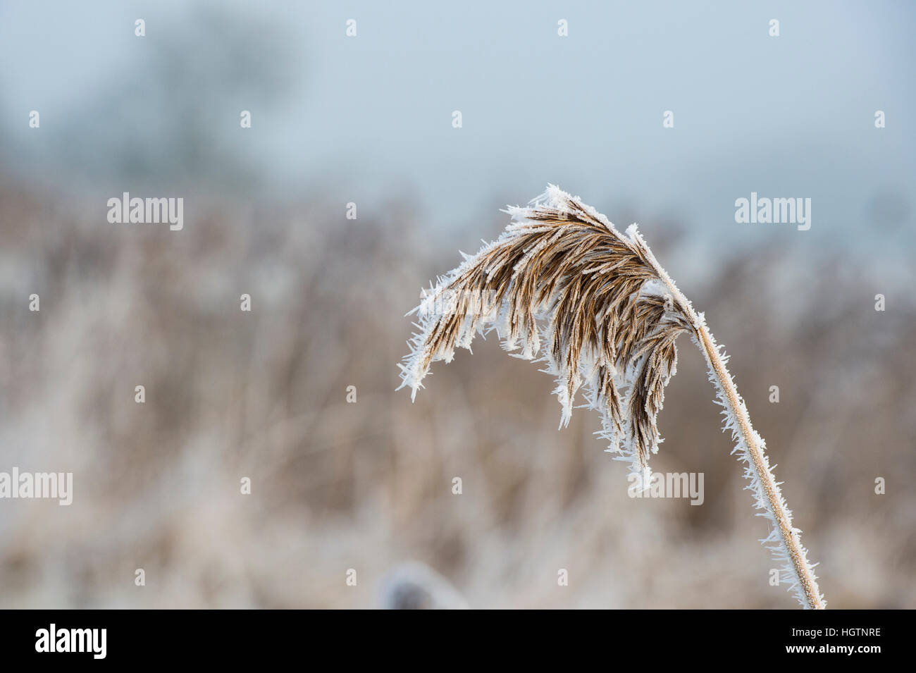 Phragmites australis. Common Reed covered in hoar frost by a canal on a December morning. Oxfordshire, England Stock Photo
