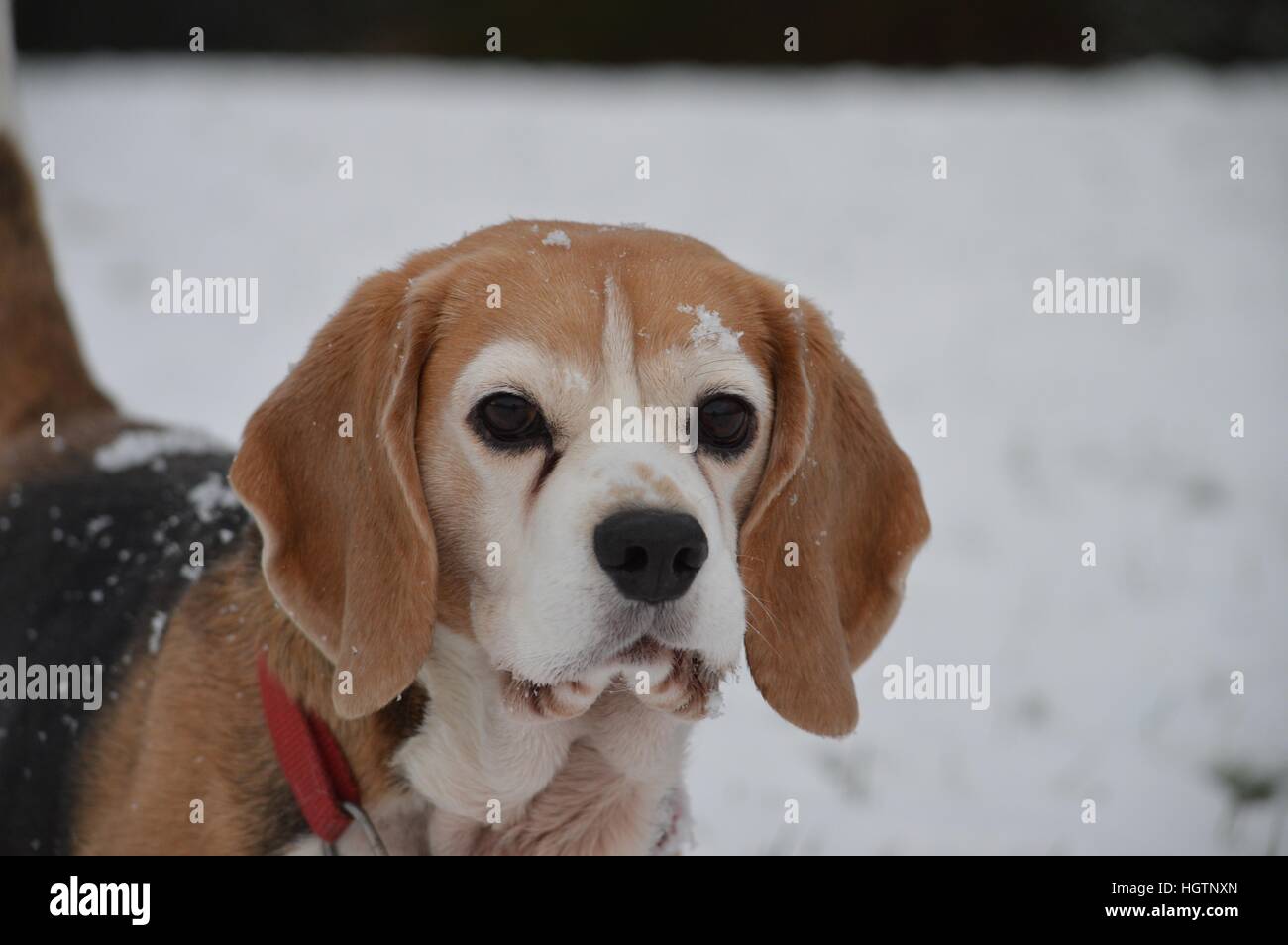 Girl beagle dog in winter with snow over body and face and nose Stock Photo