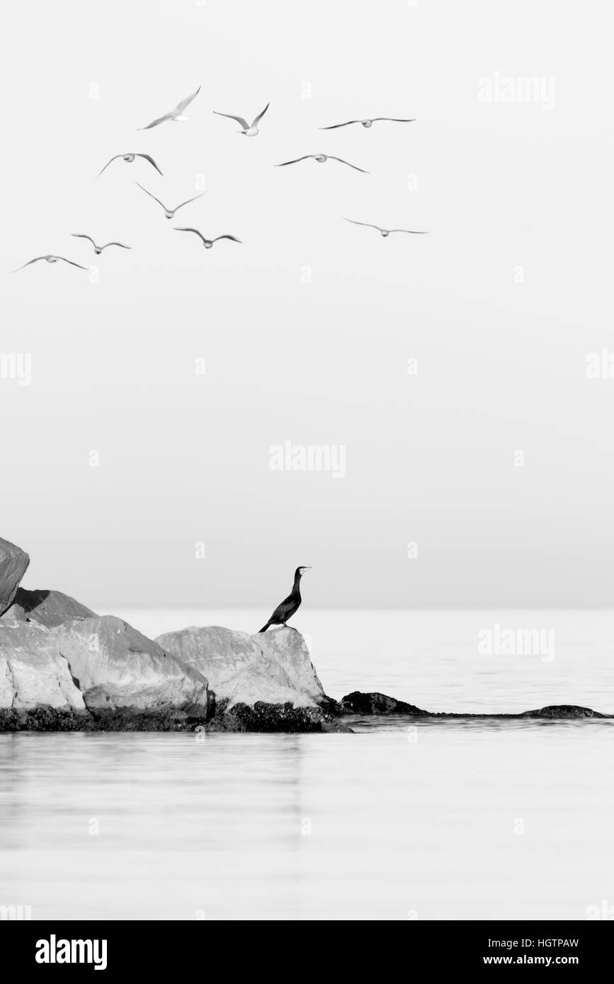 Birds over above rocks in the sea Stock Photo