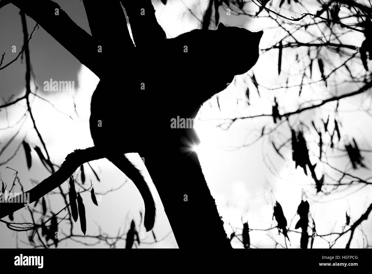 Cat silhouette Black and White Stock Photos & Images - Alamy