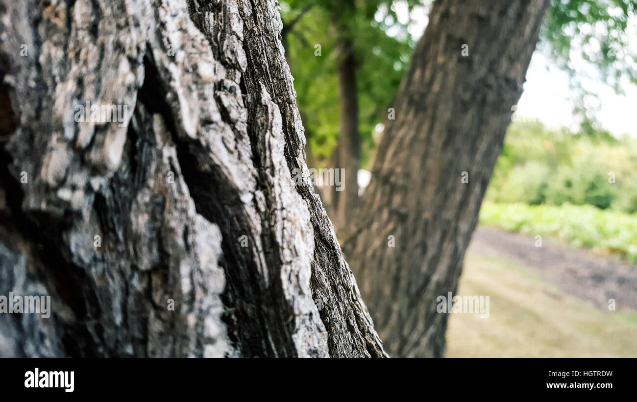 Close up shot of a tree bark Stock Photo - Alamy