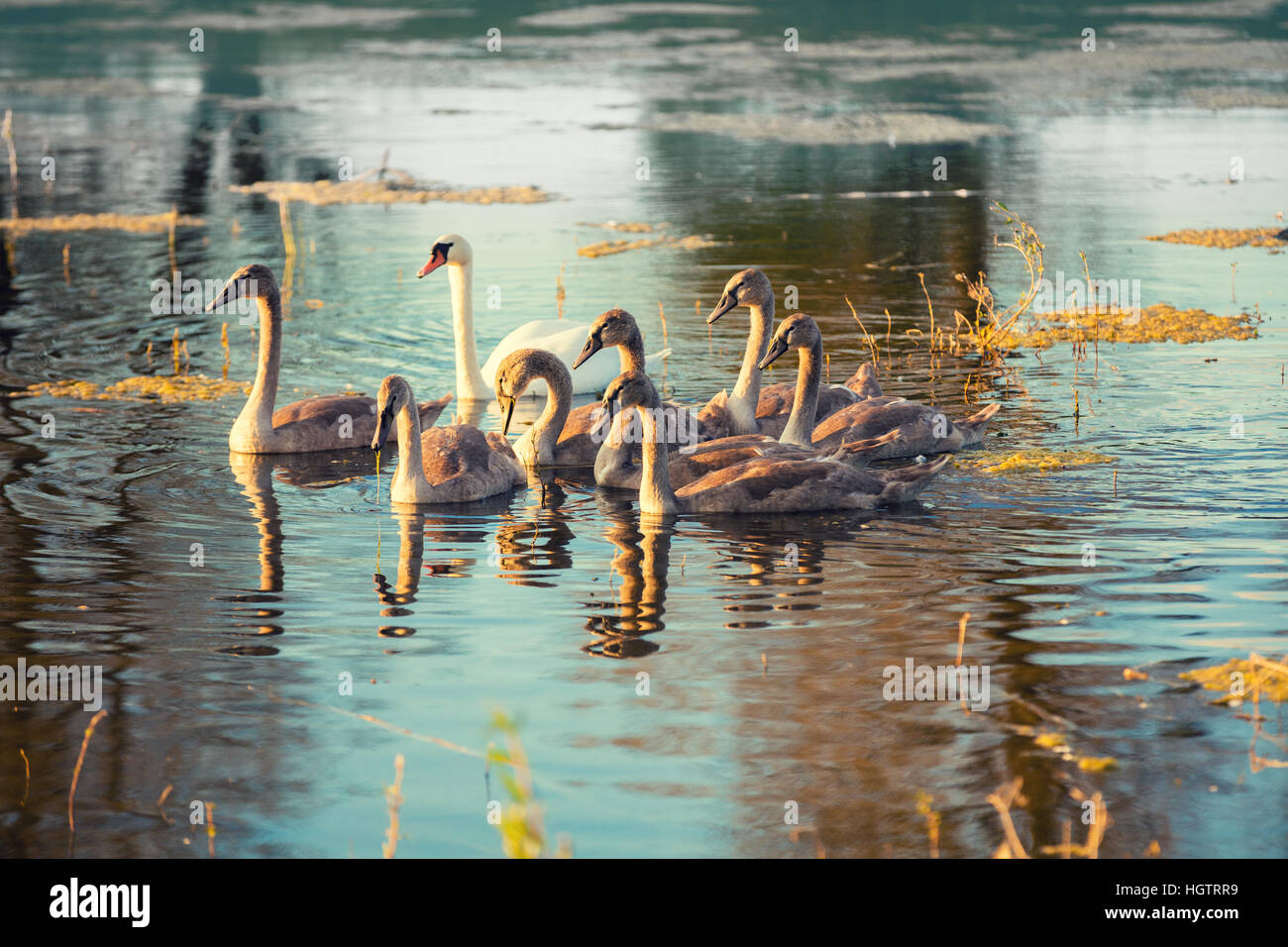 swan family swimming at pond in sunrise Stock Photo - Alamy