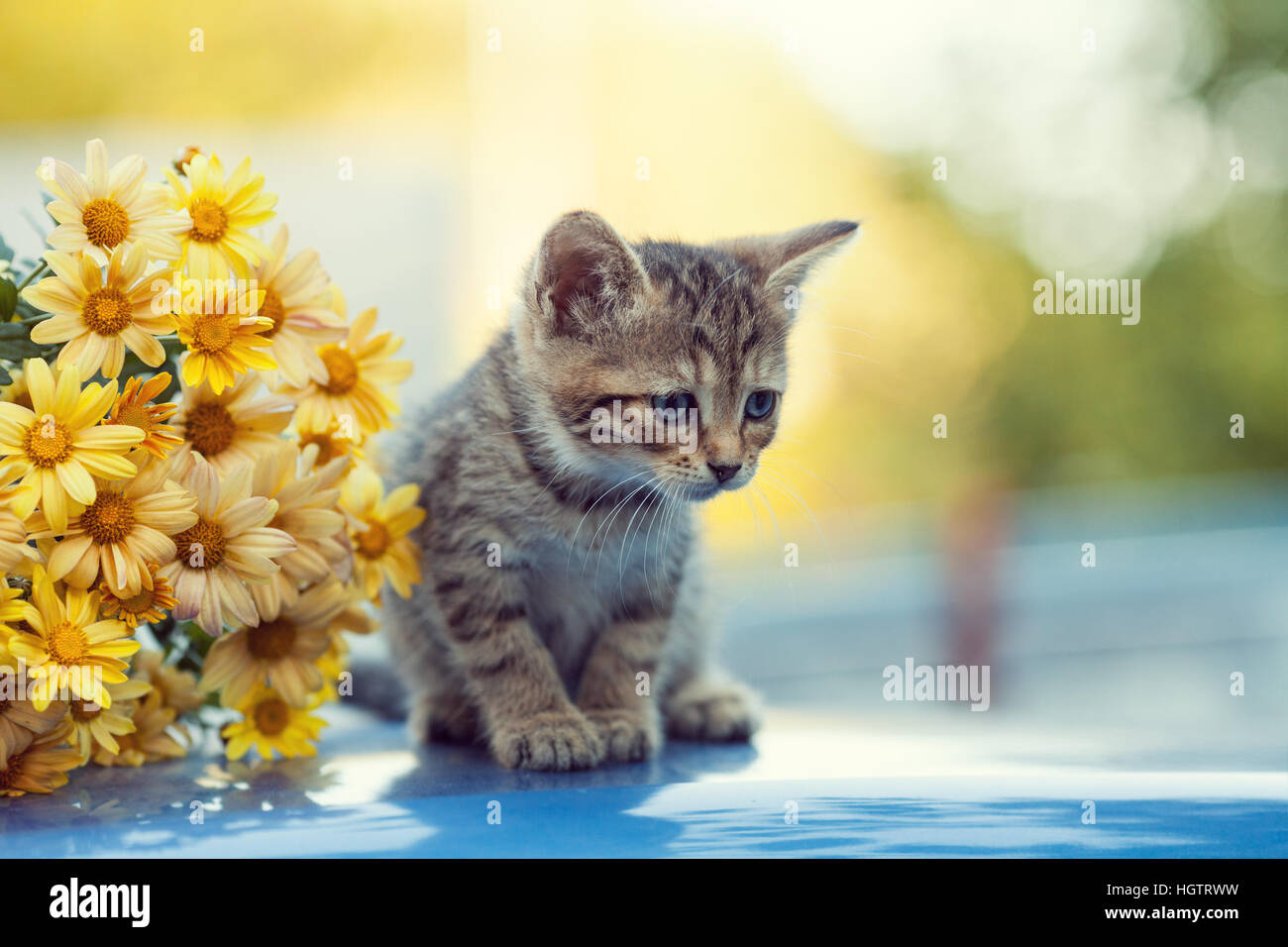 Little kitten in the garden near flowers Stock Photo - Alamy