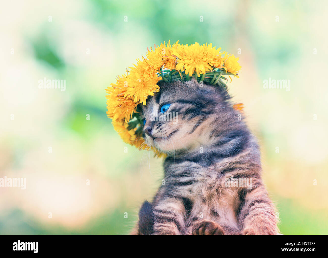 Cute kitten crowned with dandelion flowers chaplet in female hand Stock Photo