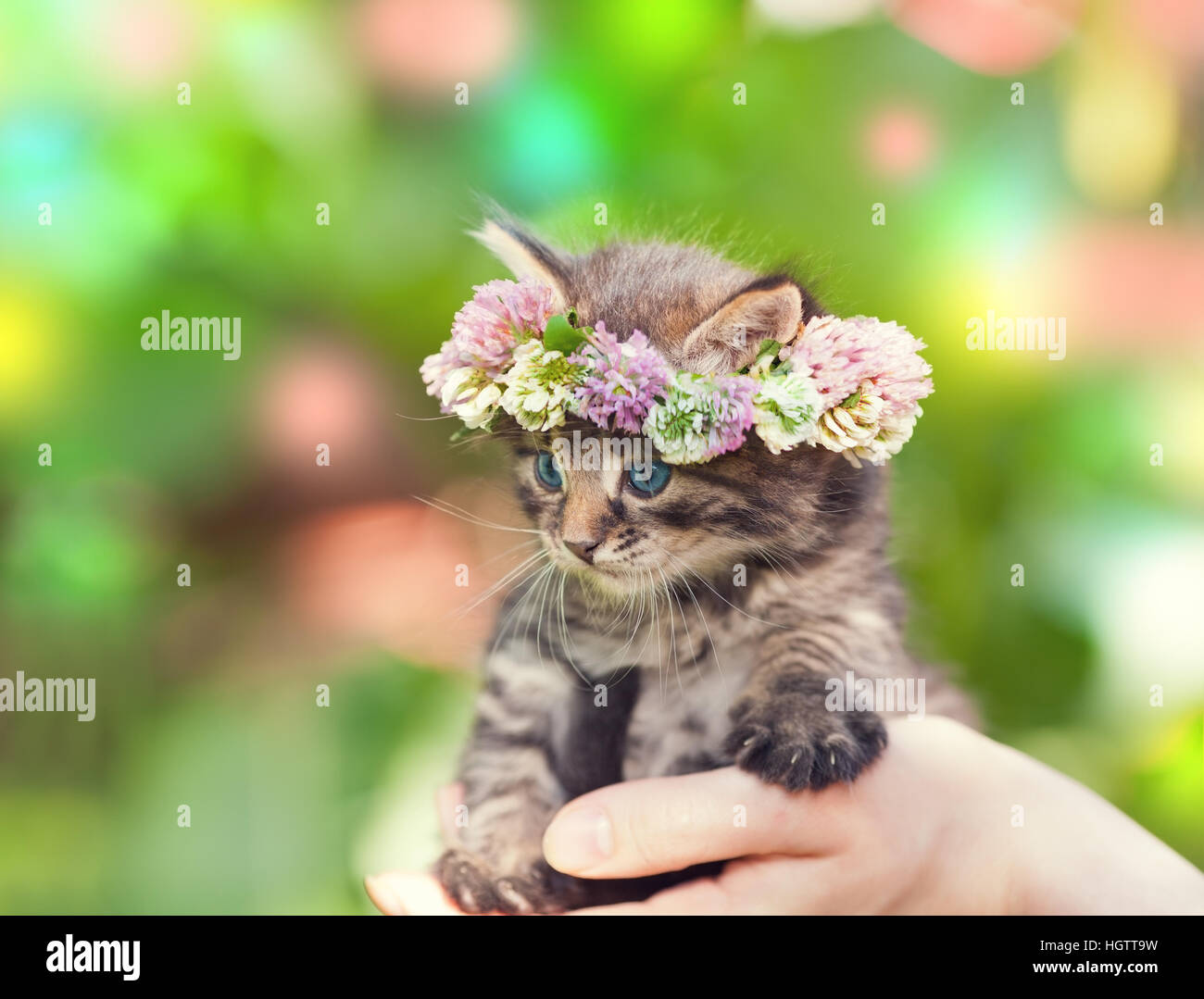 Cute kitten crowned with clover flowers chaplet in female hand Stock Photo