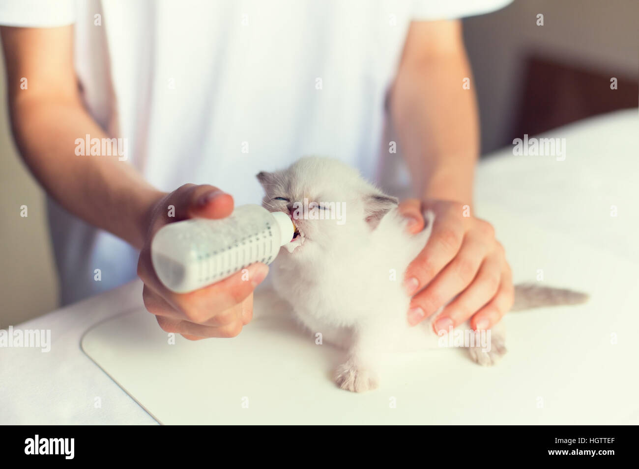 Feeding little kitten with milk replacer Stock Photo Alamy