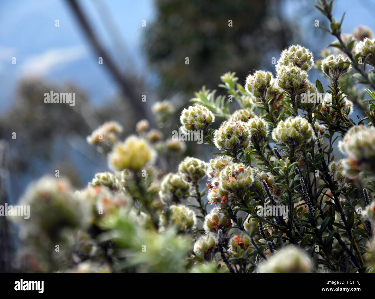 Stinky yellow flowers growing. Aotus ericoides, aka Common Aotus, from ...