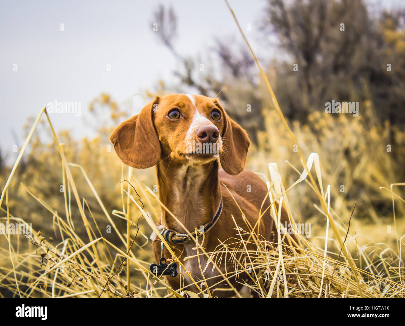 brown dachshund dog proudly oversees valley below mountains Stock Photo