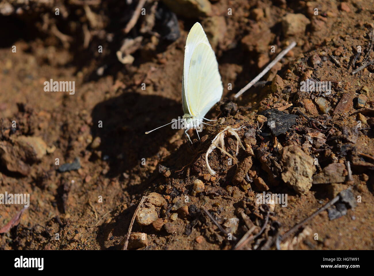 Cabbage white butterfly basking the sun, San Diego, California Stock Photo