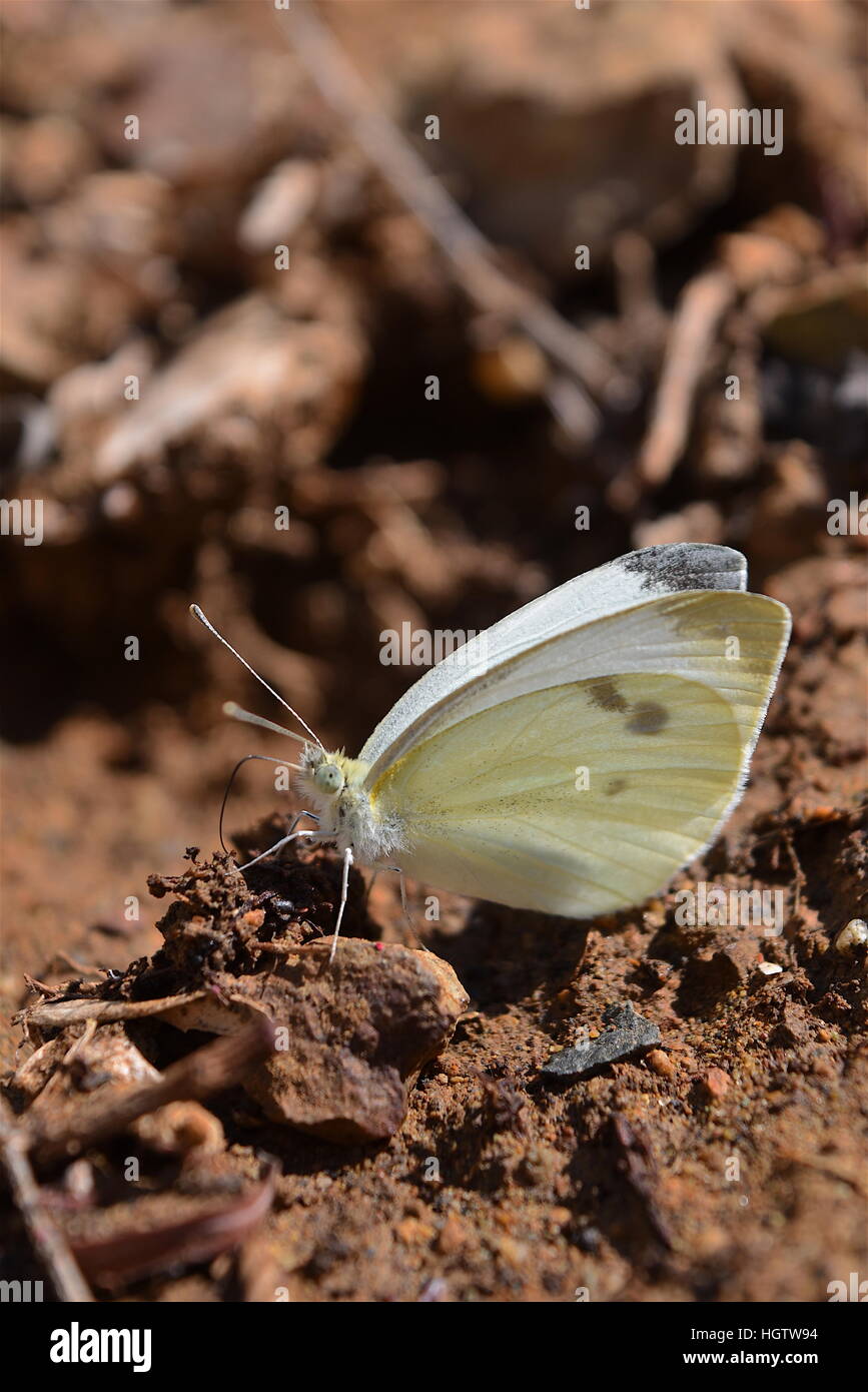 Closeup of a cabbage white butterfly, San Diego, California Stock Photo