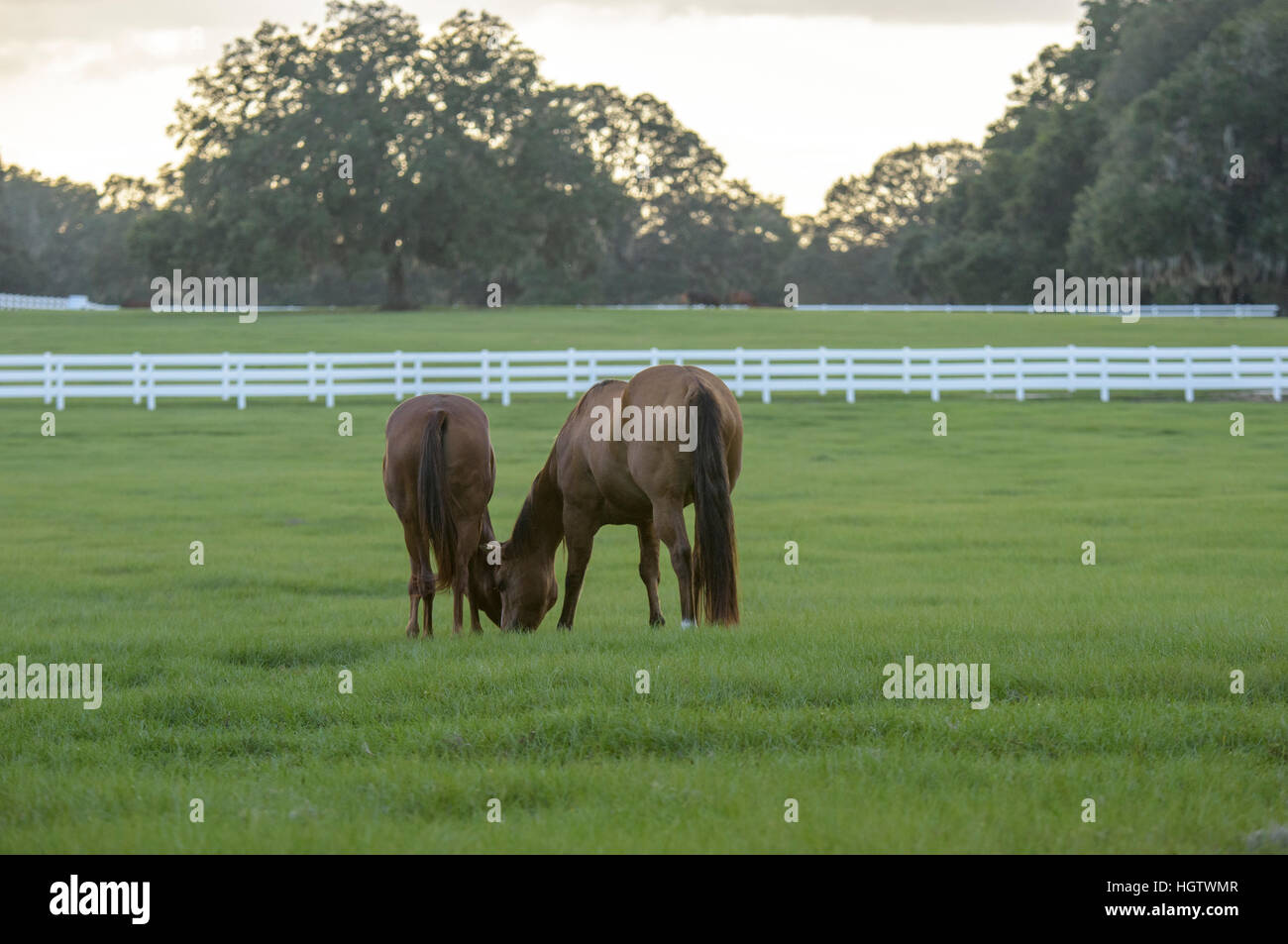 Pastoral horse farm scenic at sunset Stock Photo