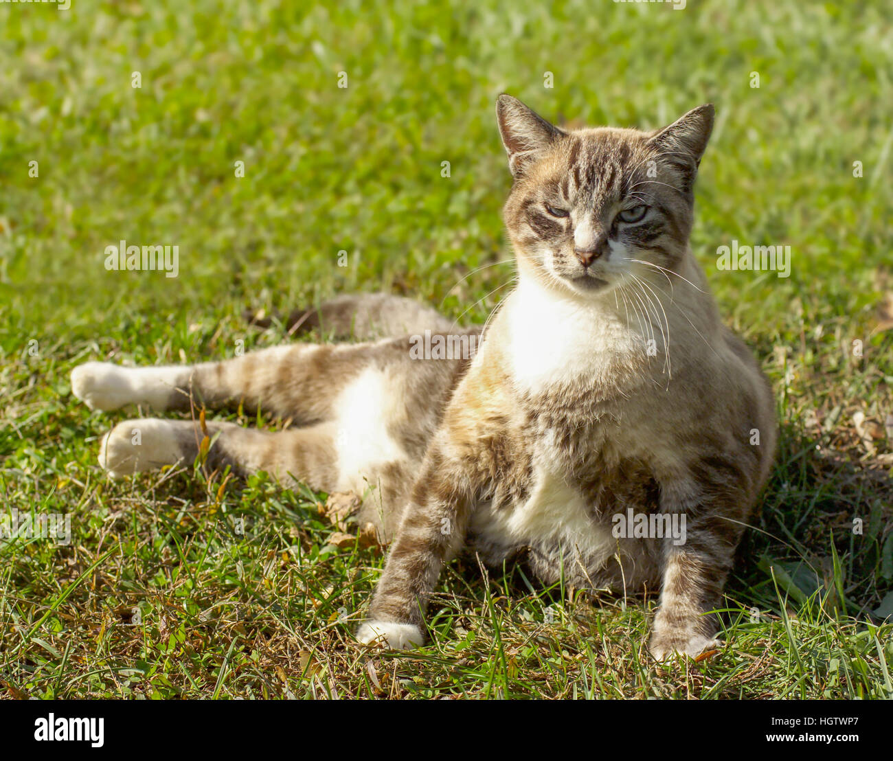 Cat lying in grass hi-res stock photography and images - Alamy