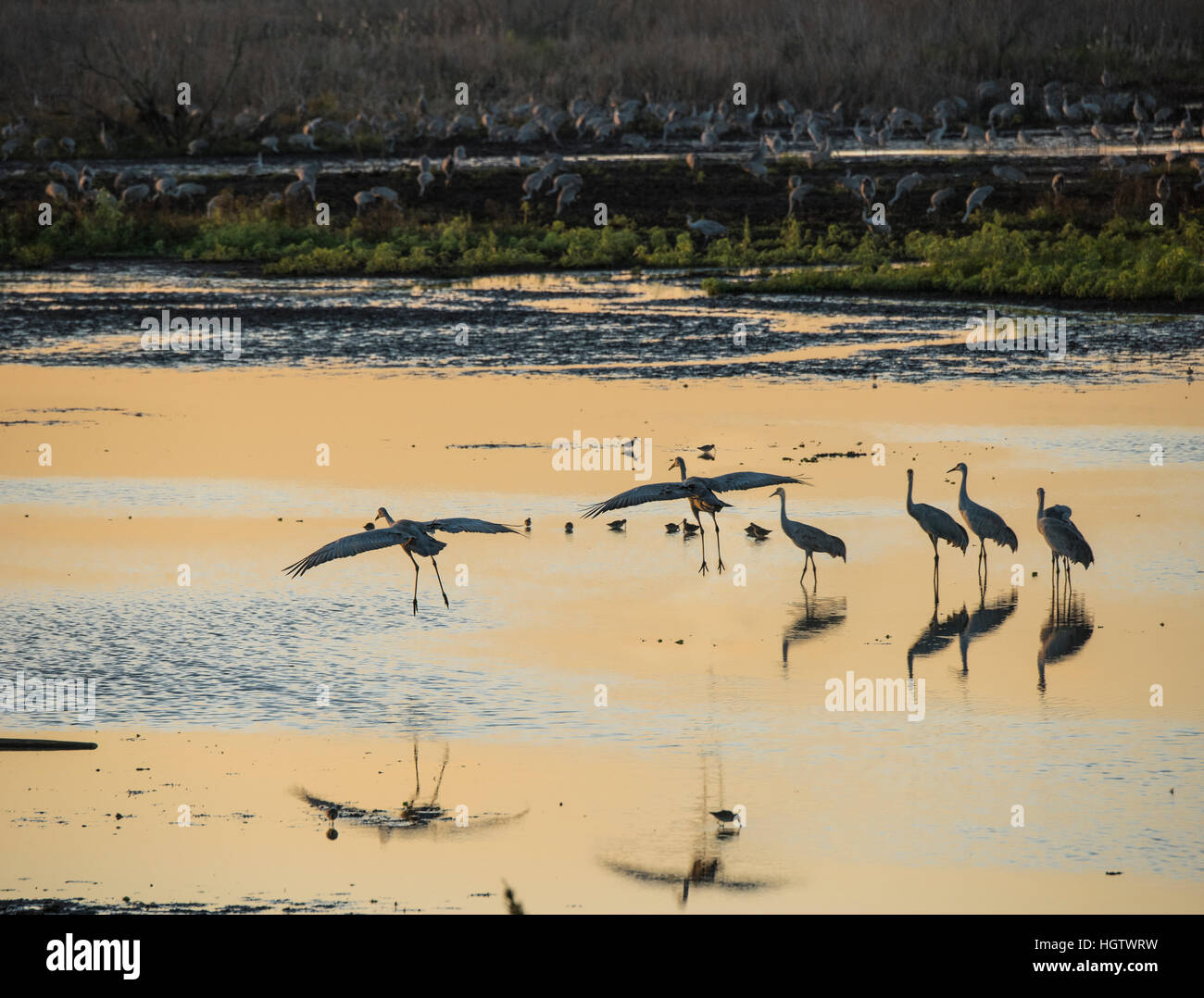 Wintering Sandhill Cranes alight in shallow marsh wetland of La Chua Sink, Paynes Prairie State park, Florida Stock Photo