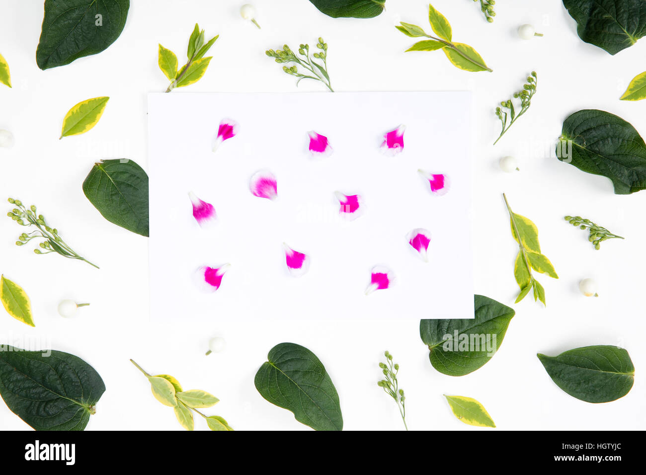 Various fresh green leaves and petals Stock Photo Alamy