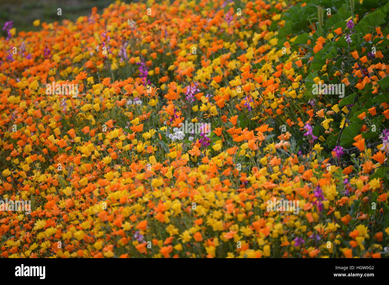 Wildflowers bloom in central California Stock Photo Alamy