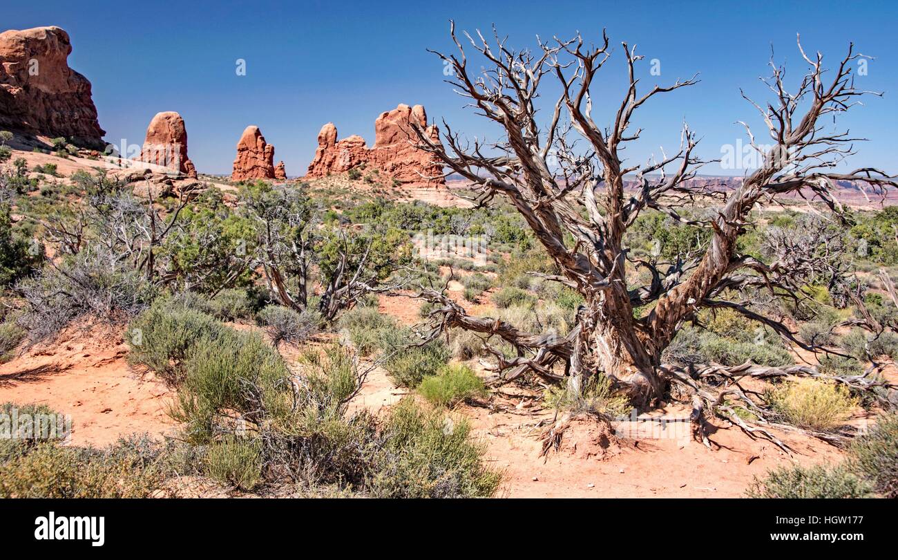High Desert Ecosystem, Arches National Park, Moab, Utah Stock Photo