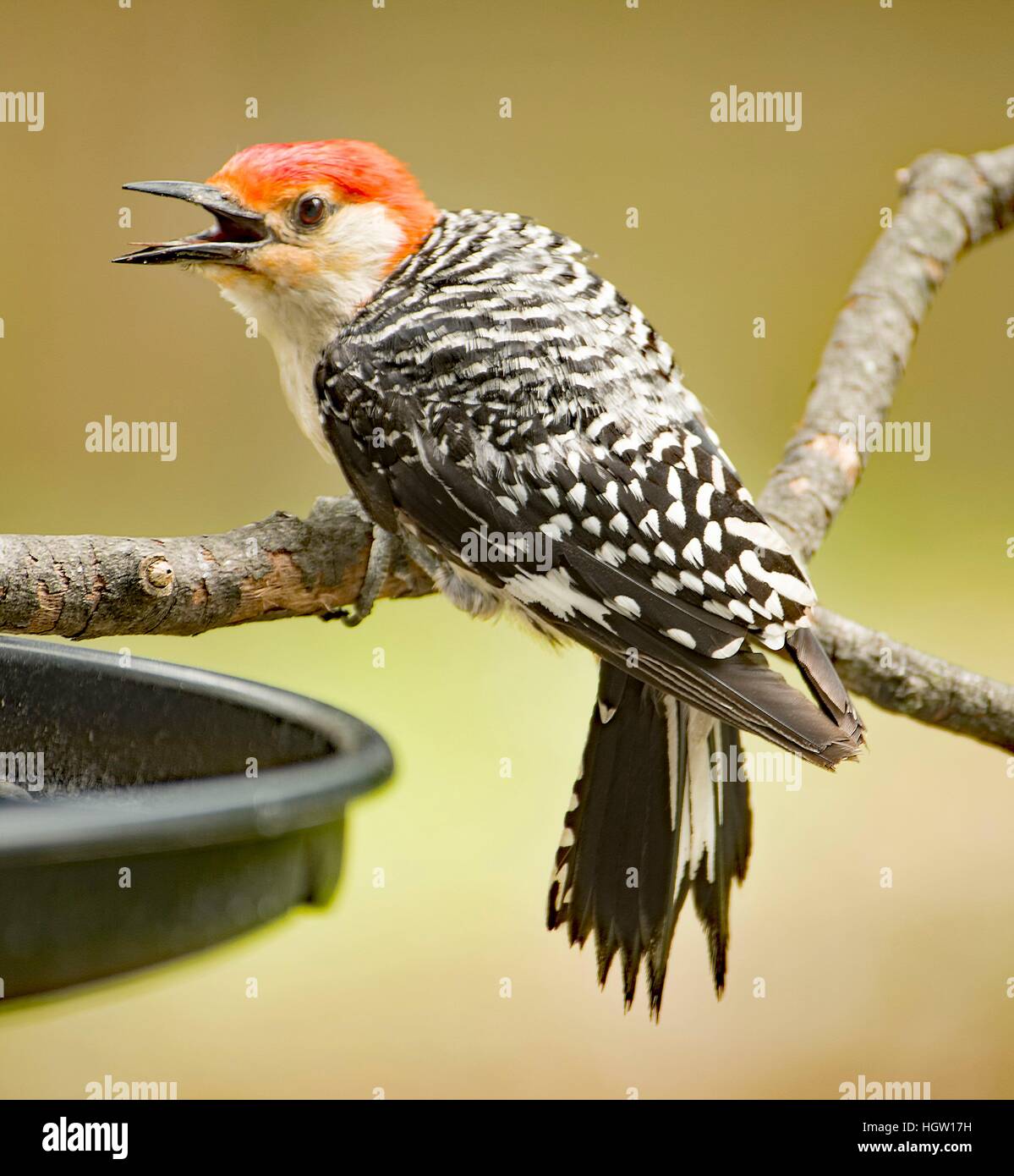Animal Behavior, Red-bellied Woodpecker in Aggressive Posture Stock Photo