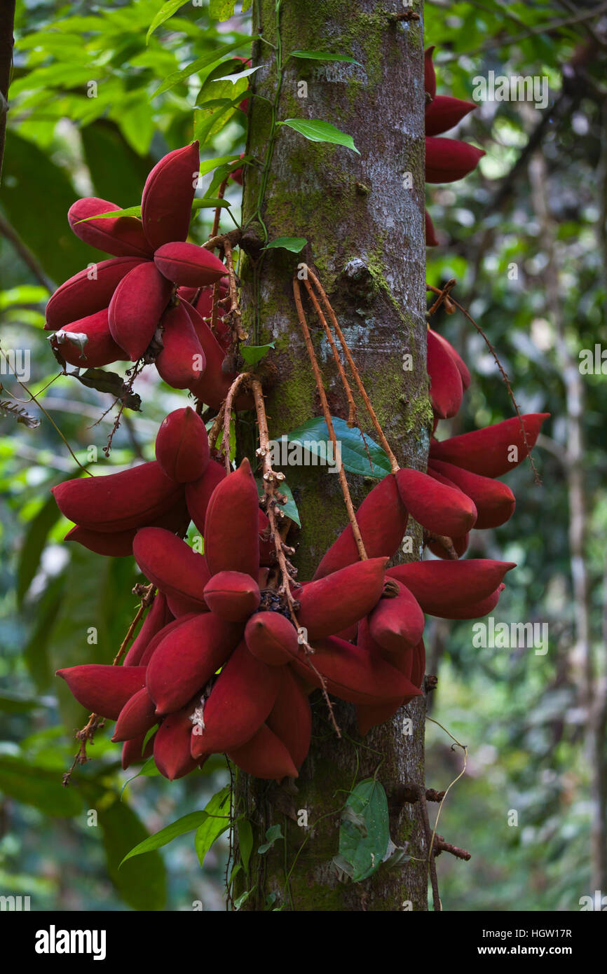 The Fruit Of The Kalumpang Tree, Sterculia Megistophylla, At The Rainforest Discovery Center Located In The Kabili Sepilok Forest In Sabah Near The City Of Sandakan, Malaysia, Borneo Stock Photo