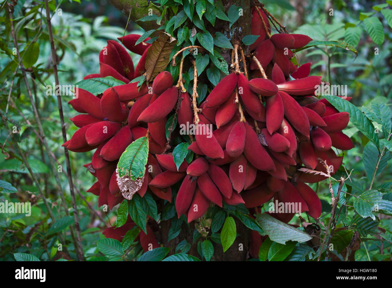 The Fruit Of The Kalumpang Tree, Sterculia Megistophylla, At The Rainforest Discovery Center Located In The Kabili Sepilok Forest In Sabah Near The City Of Sandakan, Malaysia, Borneo Stock Photo