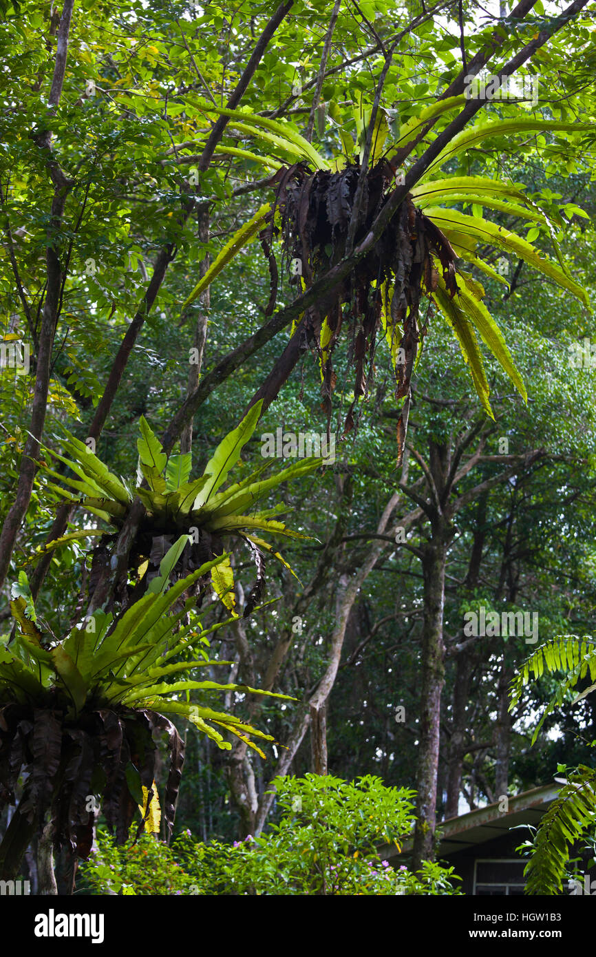 Birds Nest Ferns, Asplenium Nedis, Grow On A Tree In Bako National Park Which Is Located In