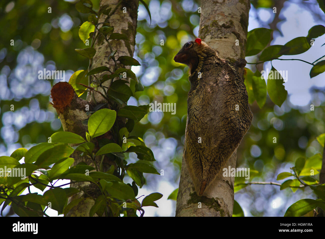 A Colugo Or Flying Lemur, Galeopterus Variegatus, On A Tree In Bako National Park Which Is Located In Sarawak, Borneo, Malaysia Stock Photo