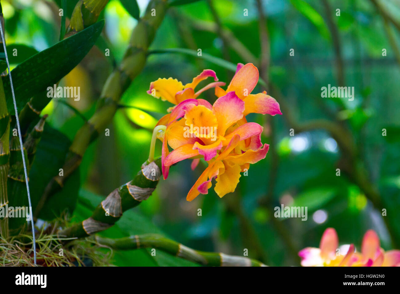Florida, Sarasota, Selby Gardens, Orchid Stock Photo