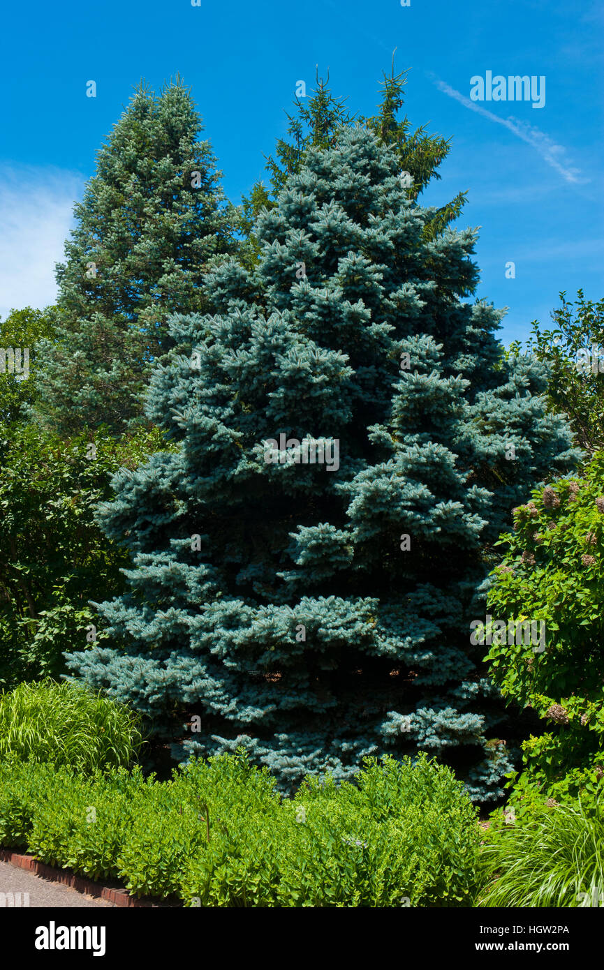 Minnesota, Chaska, Minnesota Landscape Arboretum, Colorado Blue Spruce Stock Photo