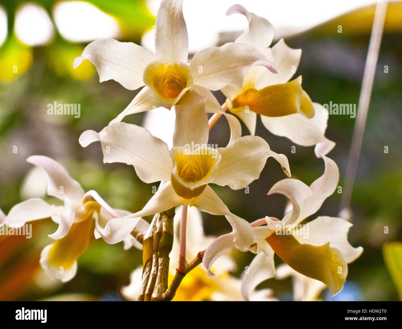 Florida, Sarasota, Selby Gardens, Orchid Stock Photo