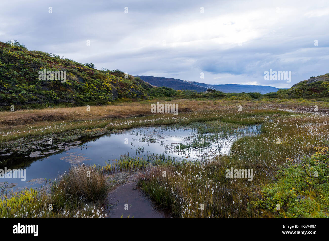An arctic pond filled with late summer aquatic plants. Stock Photo