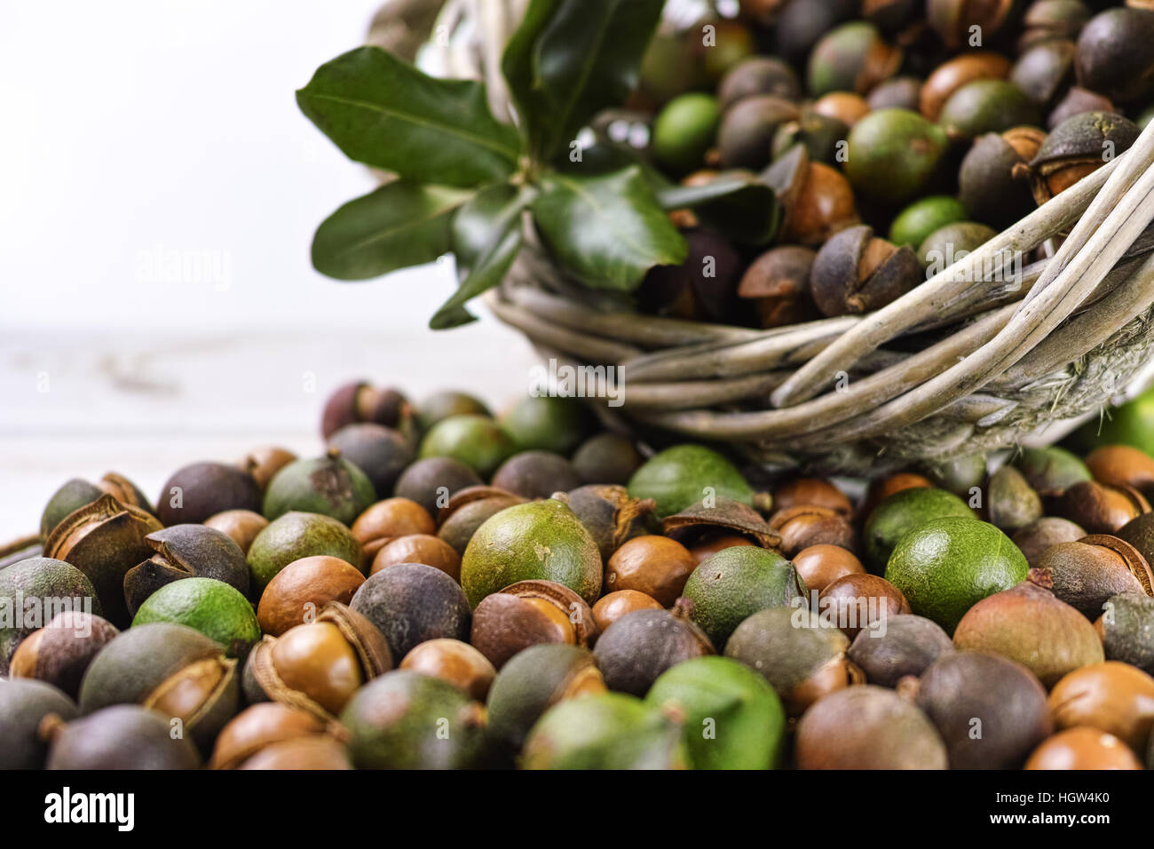 Macadamia nuts harvest close up Stock Photo Alamy