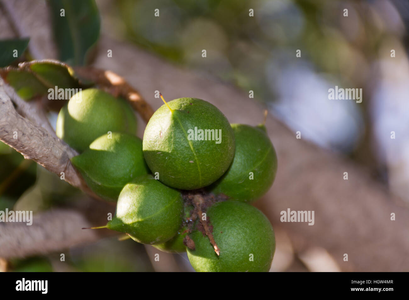 Macadamia nuts on the evergreen tree, macadamia plantation expensive