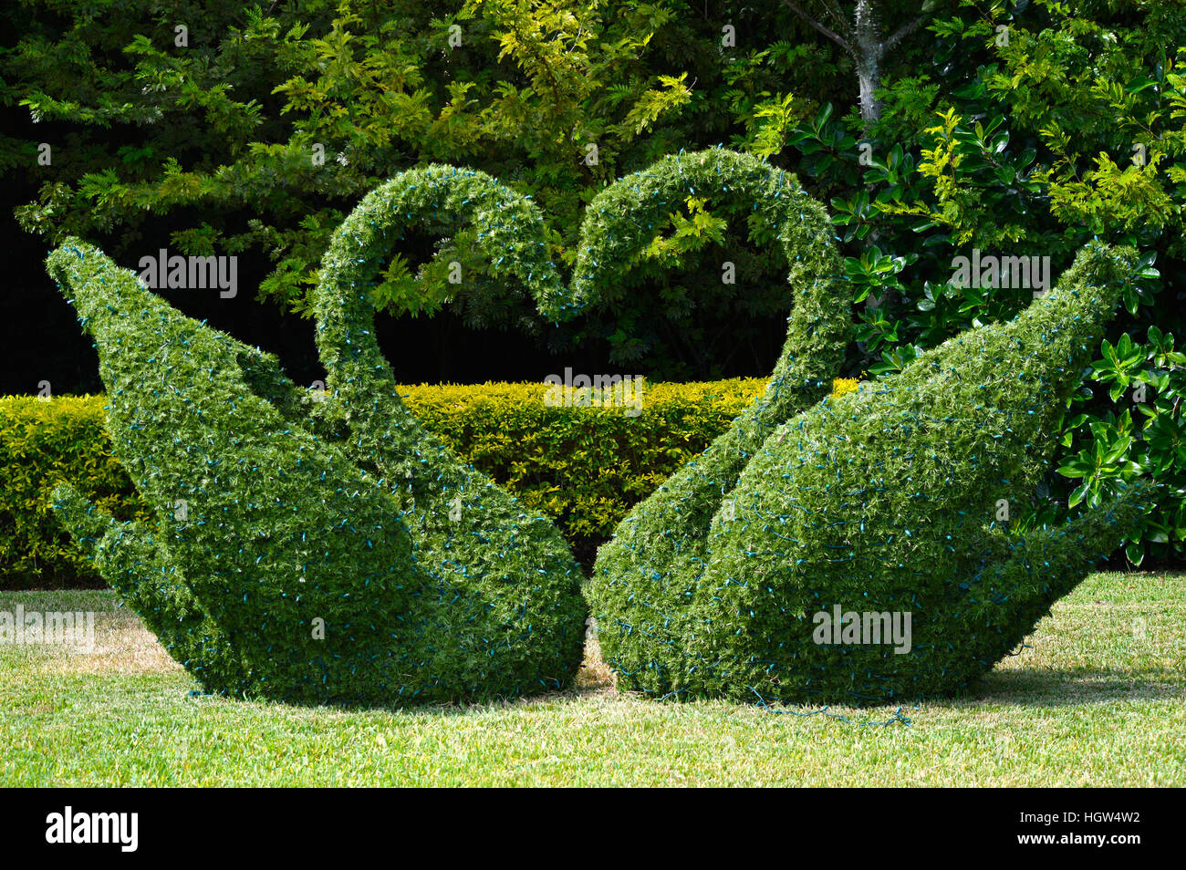 topiary swans love heart with christmas lights stock photo busch gardens christmas lights